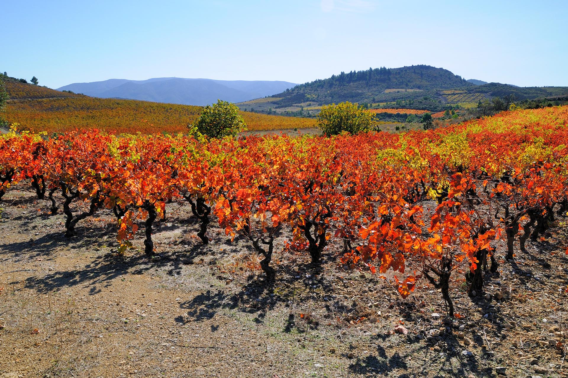 Vendanges en automne